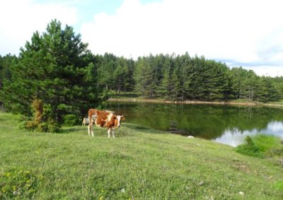 Une vache paissant au bord du lac majeur de Puka.